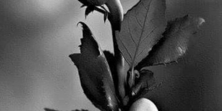 زهرة تشرين …