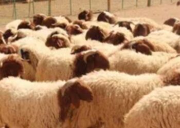 مصدر بـ«الزراعة» يكشف تفاصيل حجز الأضاحي وموعد الطرح