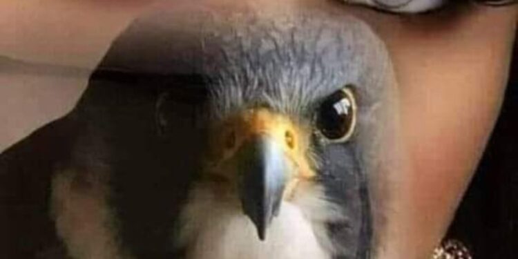 أنكرت لكن مُقلتاي …