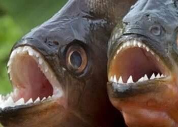 أسماك بيرانا تهاجم 8 سائحين في البرازيل