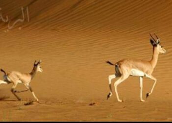 « هروب »بقلم الشاعرة حسيبة صنديد قنوني …