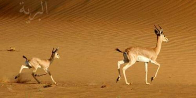 « هروب »بقلم الشاعرة حسيبة صنديد قنوني …