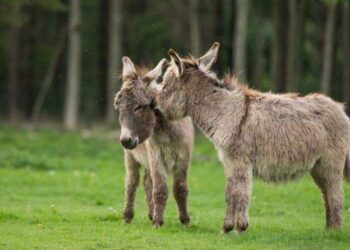 لماذا ينسون الحمار فى يومه العالمى …؟!