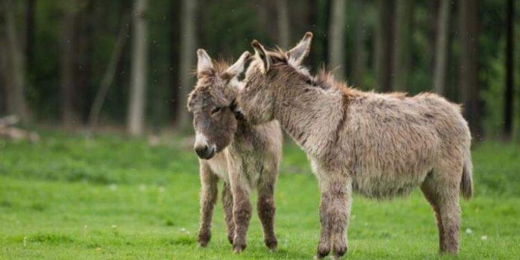 لماذا ينسون الحمار فى يومه العالمى …؟!