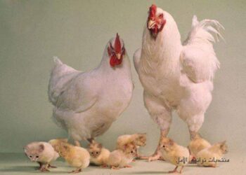 الكذب عمره قصير …!!