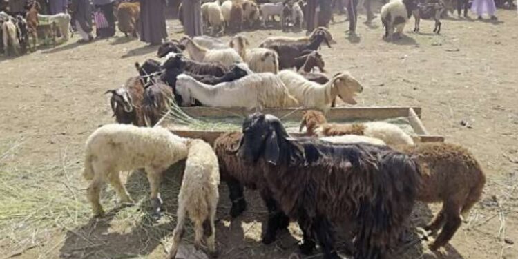 أسعار الماعز والأغنام في الأسواق قبل عيد الأضحى