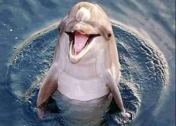 صياد السمك …