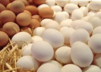 أسعار البيض تنخفض مجددا والكرتونة بـ85 جنيها