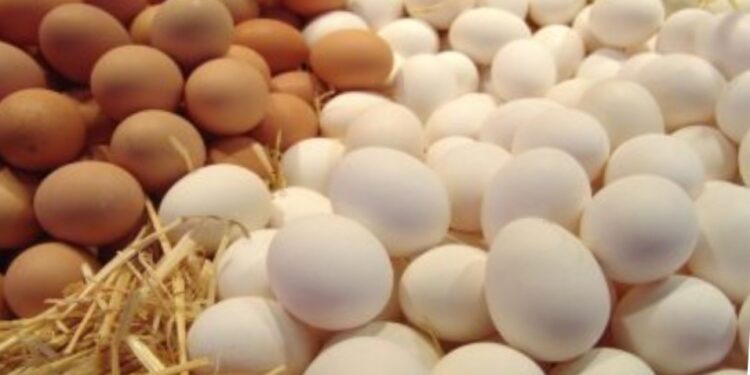 أسعار البيض تنخفض مجددا والكرتونة بـ85 جنيها