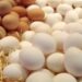 أسعار البيض تنخفض مجددا والكرتونة بـ85 جنيها