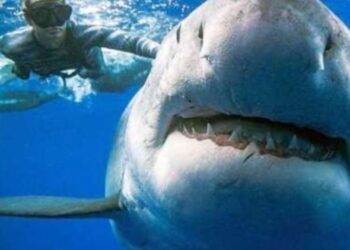 بعد حادث الغردقه … لماذا لا تهاجم أسماك القرش الغواصين؟!