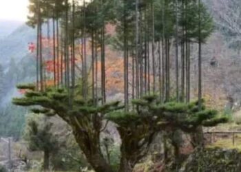 ماذا تعرف عن تقنية دايسوكي Daisugi” اليابانية ؟!