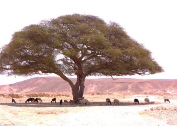 أغرب شجرة فى غرب سيناء …