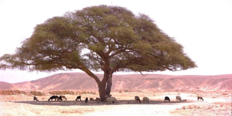 أغرب شجرة فى غرب سيناء …