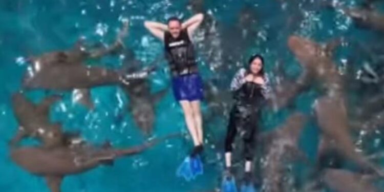 إيمان وزوجها يسبحان مع أسماك القرش في رحلة المالديف.. تجربة الرعب والإنبساط