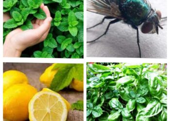 نبات يمنع دخول الذباب طوال الصيف..!!