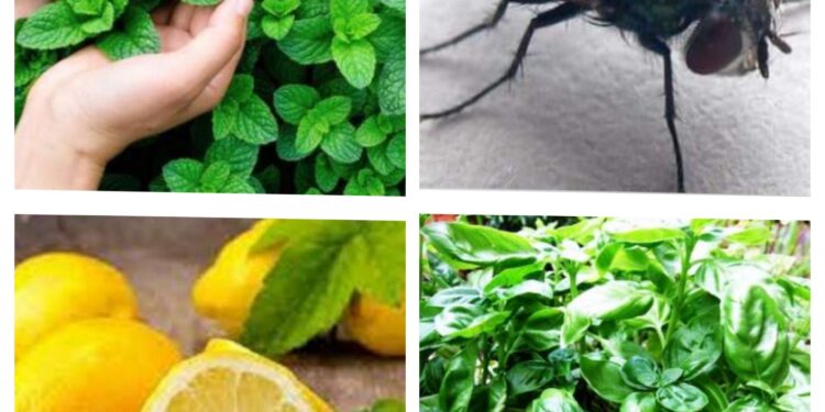 نبات يمنع دخول الذباب طوال الصيف..!!