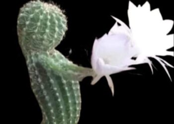 أزهار الشًر …  .!!