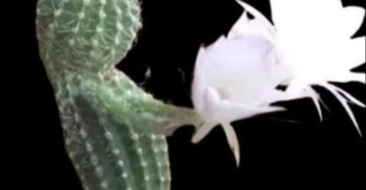 أزهار الشًر …  .!!