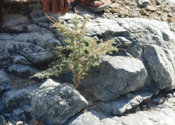 تعالوا نسخر من الأكاشيا … !!