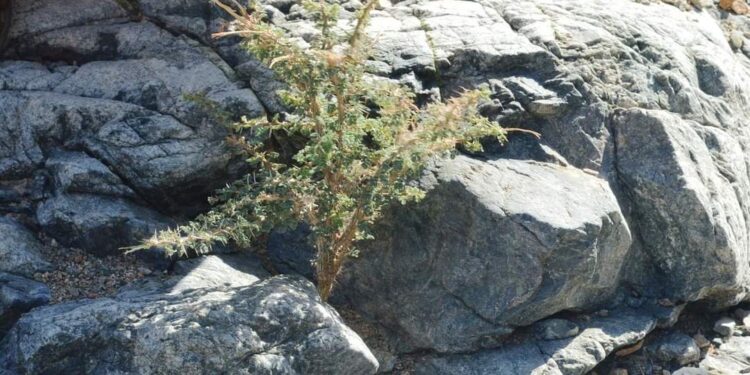 تعالوا نسخر من الأكاشيا … !!