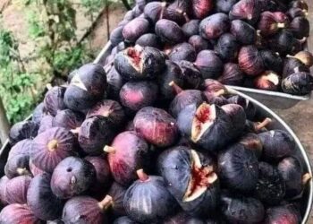 هل تعلم أن التين ليس فاكهة ؟