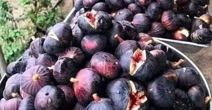 هل تعلم أن التين ليس فاكهة ؟