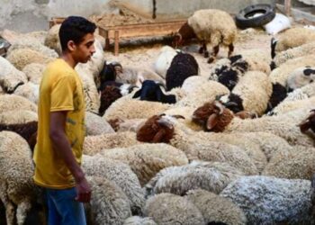 خروف العيد .. تعرف على أفضل طرق إختيار الأضحية وشروطها