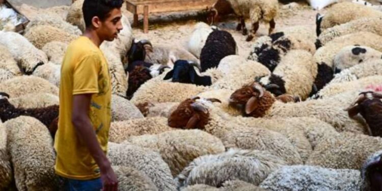 خروف العيد .. تعرف على أفضل طرق إختيار الأضحية وشروطها