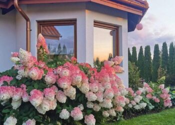 خواطر شيماء يوسف