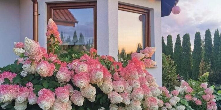 خواطر شيماء يوسف