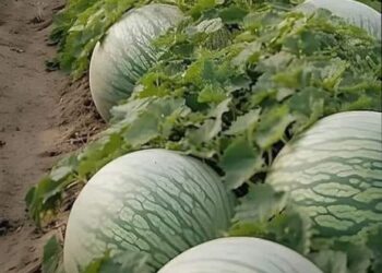 تعرف على أسماء‬⁩ هذه الثمرة في العالم العربي