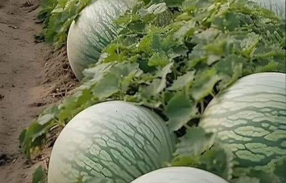 تعرف على أسماء هذه الثمرة في العالم العربي