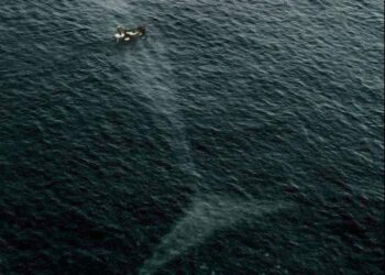 كيونس فِي بَطْنِ الحَوَتْ …