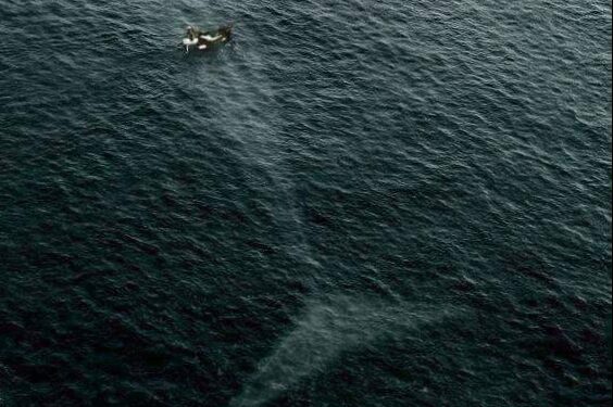 كيونس فِي بَطْنِ الحَوَتْ …