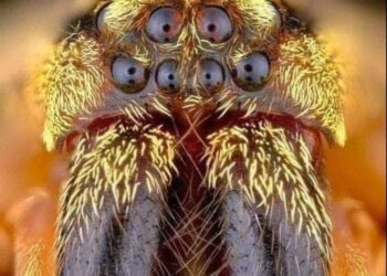 لماذا ذُكِرَ العنكبوت في القرآن بصيغة أنثى