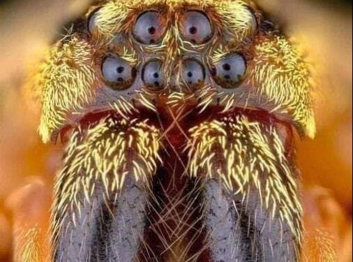 لماذا ذُكِرَ العنكبوت في القرآن بصيغة أنثى