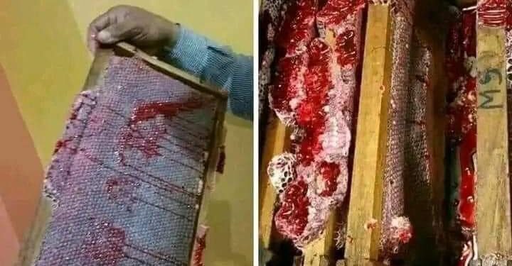 ماذا تعرف عن عسل دم الأخوين ؟!