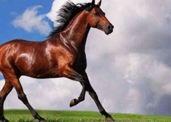 قصة من التراث العربي …