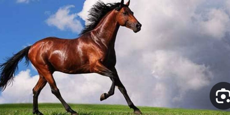 قصة من التراث العربي …