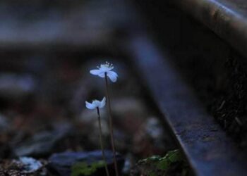 عــاريــة …