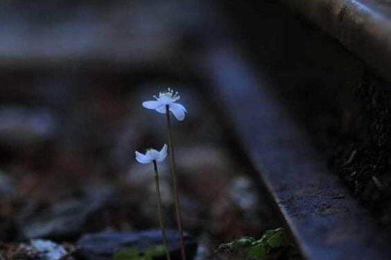 عــاريــة …