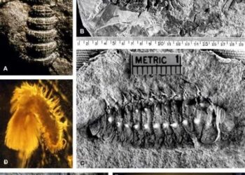 Arthropleura أكثر الحشرات رعباً…