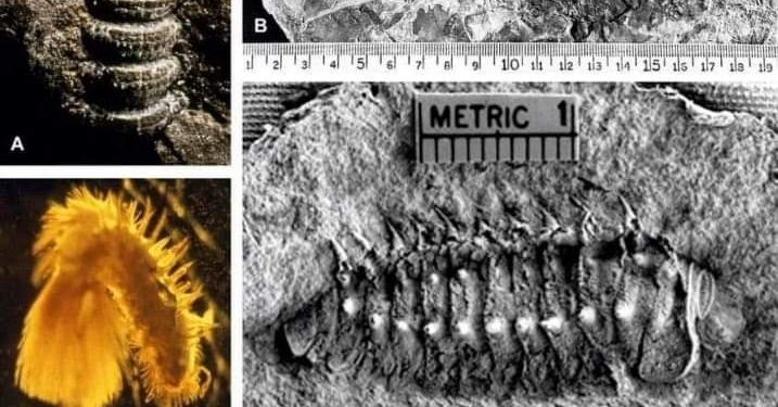 Arthropleura أكثر الحشرات رعباً…