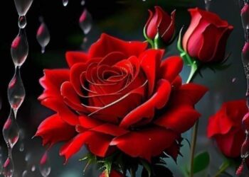 وردة فى الفنا …