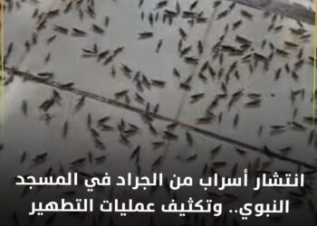 إنتشار أسراب من الجراد في المسجد النبوي..!!