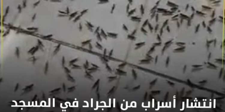 إنتشار أسراب من الجراد في المسجد النبوي..!!