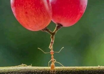 هنالك 12 قانونا في علم النفس …