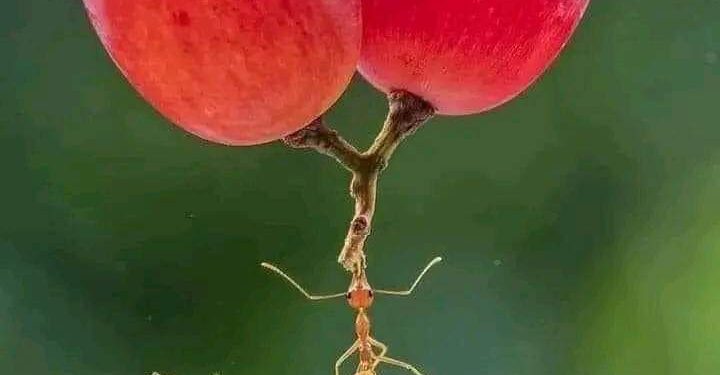 هنالك 12 قانونا في علم النفس …