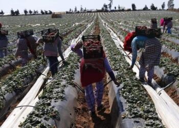 ورقات من سيرة إمرأة سلالية